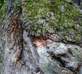 Old tree texture