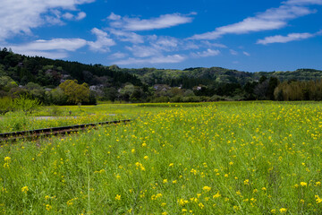 菜の花畑と線路