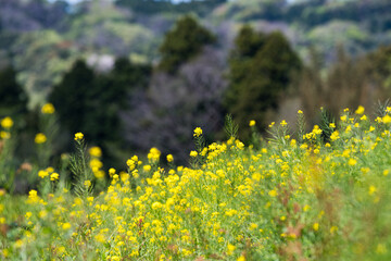 菜の花