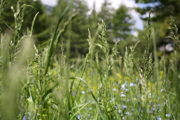 Trawy na lace © Bogdan B