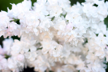 Beautiful white lilac flowers with green background. Elegant artistic image nature. Banner format, copy space. Focus on flowers in  coner