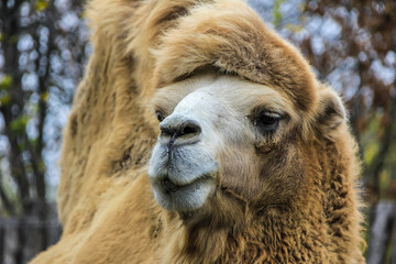 The Bactrian camel (Camelus bactrianus) close up