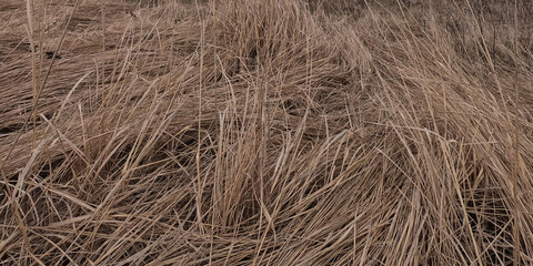 Wilted steppe grass as a background. Autumn vegetation.