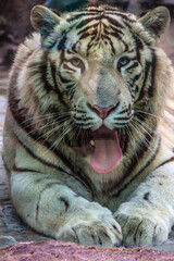 tiger (Panthera tigris) yawns. An adult tiger showing incisors, canines and tongue. Portrait of white tiger close up.
