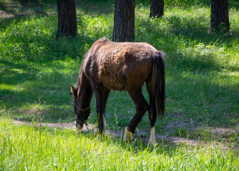A horse grazes in a summer park.