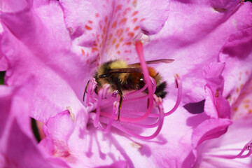Bee on Pacific Rhododendron 27