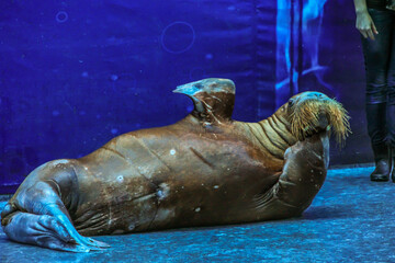 walrus (Odobenus rosmarus) doing stunts on stage. a large flippered marine mammal with a discontinuous distribution about the North Pole in the Arctic Ocean and subarctic seas.
