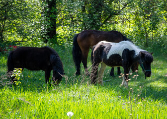 A horse grazes in a summer park.