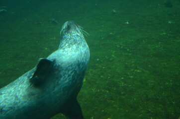 Fototapeta premium Harbor seal (Phoca vitulina) in Frankfurt zoo