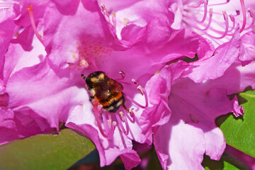 Bee on Pacific Rhododendron 8
