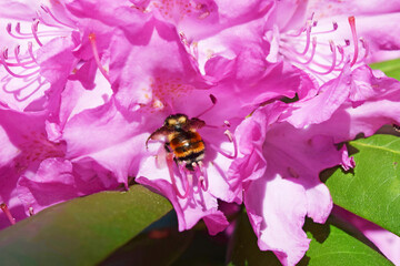 Bee on Pacific Rhododendron 6