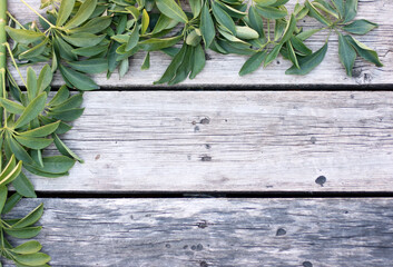 Top view mock up with green plant and wooden background. Mockup with copyspace.  Green leaves on wooden table 