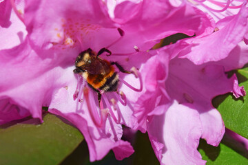 Bee on Pacific Rhododendron 5
