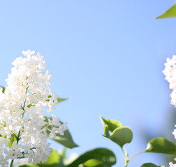 Beautiful white lilac flowers with green background. Elegant artistic image nature. Banner format, copy space. Focus on flowers in  coner