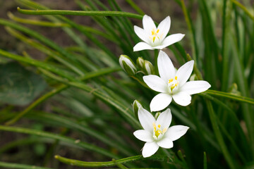 Naklejka na ściany i meble White flowers of Ptitsemlechnika on a green background