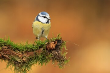 The Eurasian blue tit (Cyanistes caeruleus) is a small passerine bird in the tit family, Paridae. Blue tit sitting on the branch. Autumn scene with a blue tit