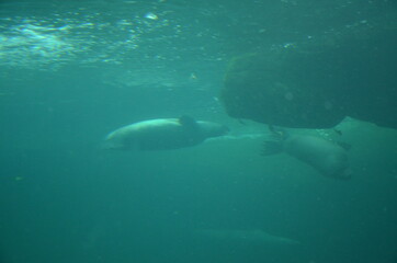 Harbor seal (Phoca vitulina) in Frankfurt zoo