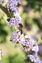 Obraz premium lilac flowers in the garden, Blooming trees in the spring