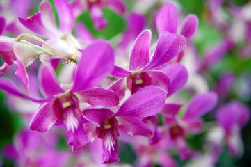 Fototapeta na wymiar Violet flower orchids at National Orchid Garden in Singapore