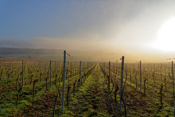 Obraz premium Landschaft und Weinberge bei Stammheim, Landkreis Schweinfurt, Unterfranken, Franken, Bayern, Deutschland.