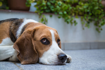 beagle dog lying on the grass