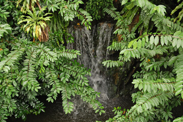 Singapore Zoo leaves and water falls in Mandai, Singapore