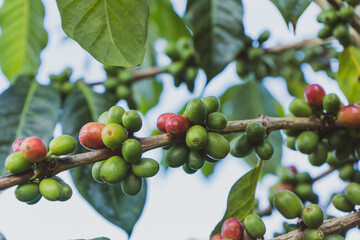 Coffee cherries , coffee beans ripening on coffee tree