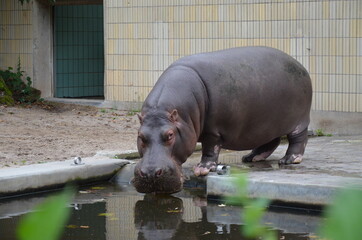 Hippopotamus (Hippopotamus amphibius) in Frankfurt zoo