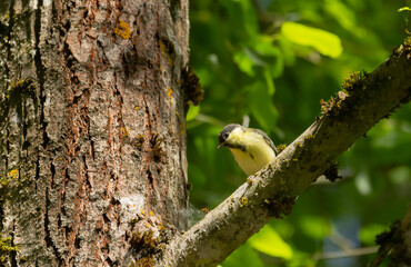bird, natur, wild lebende tiere, ast, tier, gelb, blau, baum, blaumeise, wild, schnabel, 