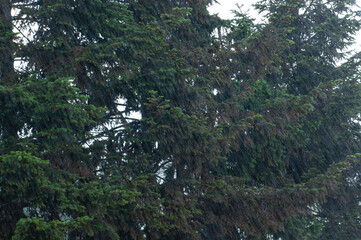 Heavy rain in front of a green fir in summer