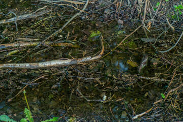 Background with a marshland with dirty water overgrown with sedge, grass and small broken boughs filmed closeup. Green water in a deserted, abandoned area.