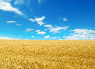 Golden wheat field and bright blue sky