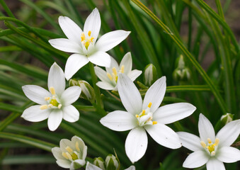 Obraz na płótnie Canvas White flowers of Ptitsemlechnika on a green background