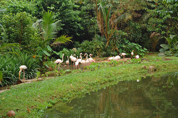 Fototapeta premium Singapore Zoo greater flamingo in Mandai, Singapore