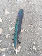 bird feather