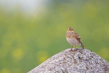 An adult skylark perched and singing on a big rock in front of the green blossom of a rapeseed field.