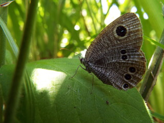 ヒメウラナミジャノメ butterfly