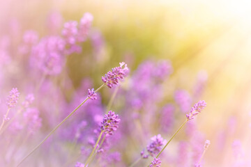 Lavender flowers in flower garden in misty morning. Lavender flowers lit by rays of sunlight..