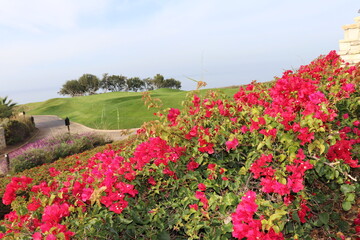 赤い花とゴルフ場と海