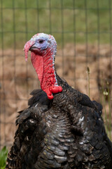 Black Spanish of Norfolk Black turkey. Black a turkey bird stands on background of grass