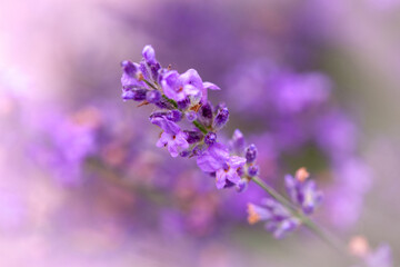 Fototapeta na wymiar Blooming lavender flower close-up. Beautiful lavender flower with purple background.