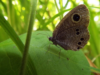 ヒメウラナミジャノメ butterfly