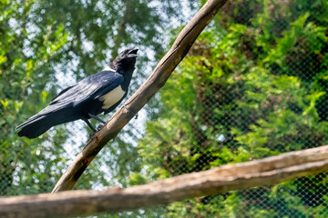 Pied Crow, Corvus albus, standing on a branch. Side view of adult bird against natural background