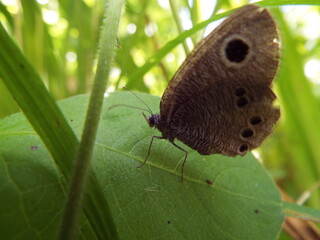 ヒメウラナミジャノメ butterfly