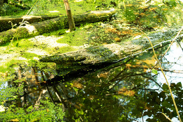 Woodland Wilderness. Forest swamp with duckweed. Pristine untouched nature. Lungs of the planet