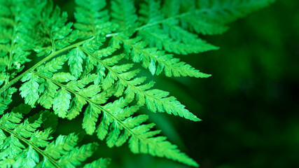 Forest fern. Close-up. Forest vegetation. Wildlife.