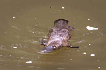 Platypus swimming on the surface of a river. Frontal close up picture. Broken river, Eungella national park, Queensland, Australia, Oceania