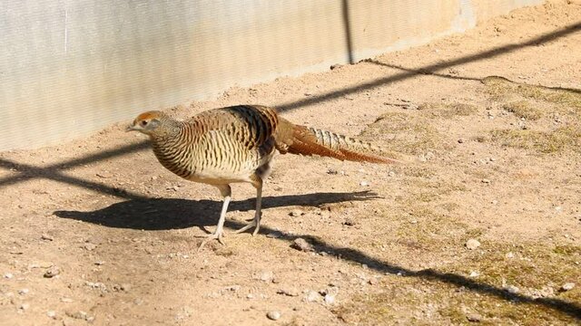 A small pheasant walks on the sand and looks for food.
