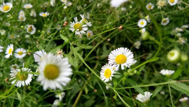 white daisies