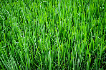 green rice plants  background